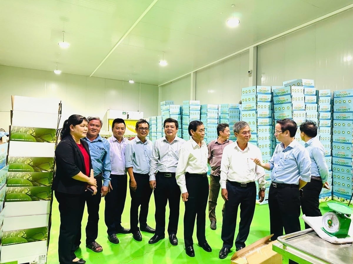 Mr. Chau Van Hoa (third from right), Vice Chairman of the Vinh Long Provincial People’s Committee, visits Vina T&T Group’s fresh coconut processing plant for export. Photo: Minh Dam.