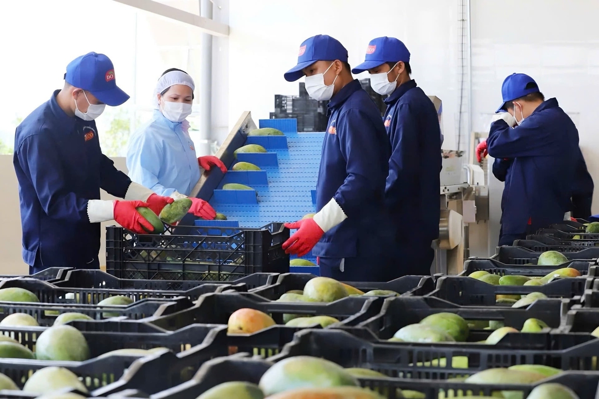 Son La promotes deep processing to enhance the value of agricultural exports. Photo: Nguyen Nga Son La promotes deep processing to enhance the value of agricultural exports. Photo: Nguyen Nga