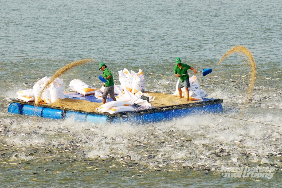 Pangasius farmers in An Giang feed fish in industrial cages, applying modern technical processes to enhance productivity and product quality for export. Photo: Le Hoang Vu.