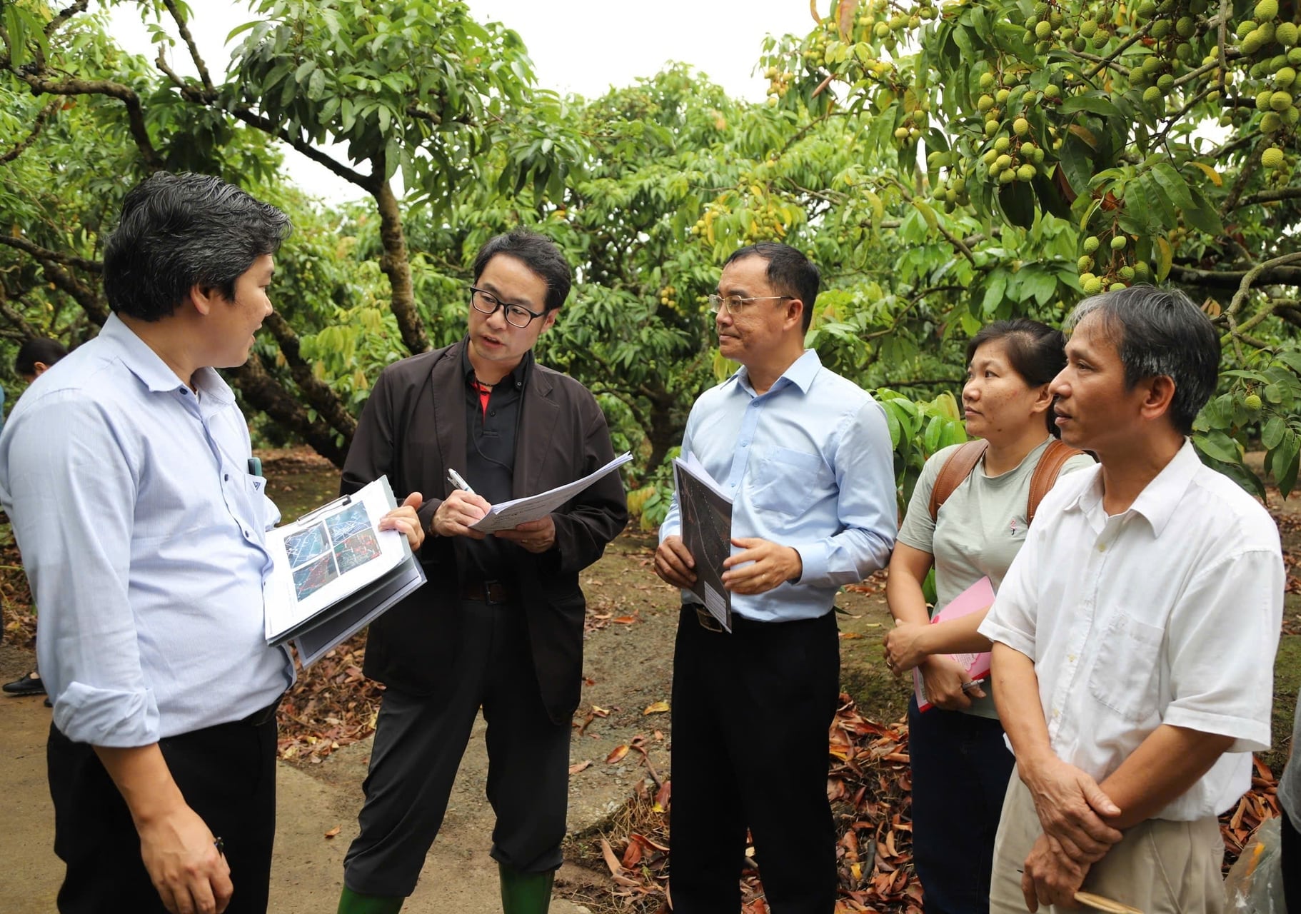 Japanese partners visited lychee orchards to inspect the raw material areas and production conditions before procurement. Photo: Hoang Phong.