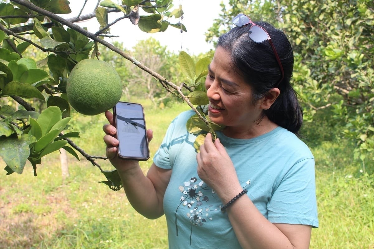 If enterprises effectively fulfill their role in linking the value chain, farmers will certainly benefit, and Dong Nai pomelo in particular, as well as Vietnamese pomelo in general, will go further. Photo: Tran Trung.