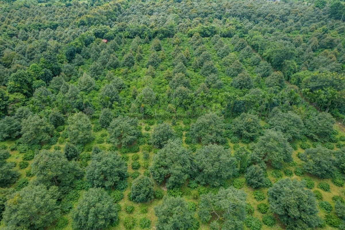 Durian develops differently across ecological zones; applying a common standard set for all areas would be ineffective. Photo: P.H.