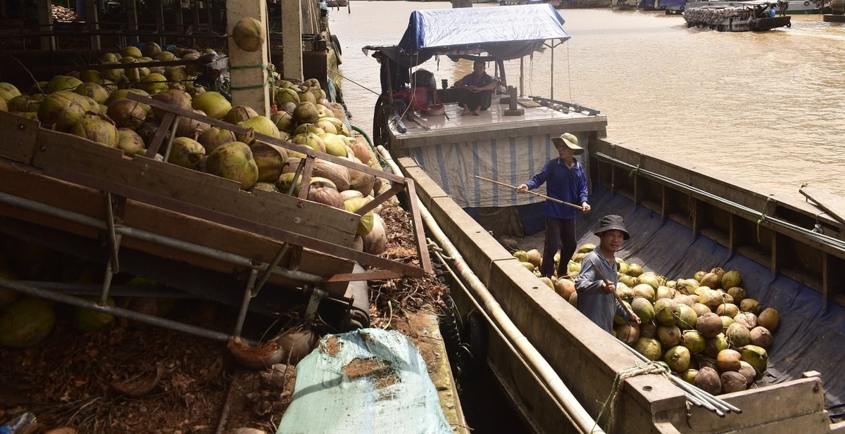 The output of industrial coconuts for export in Vinh Long reached approximately 82 million fruits in 2024, up 8.43% compared to 2023. Photo: Minh Dam.
