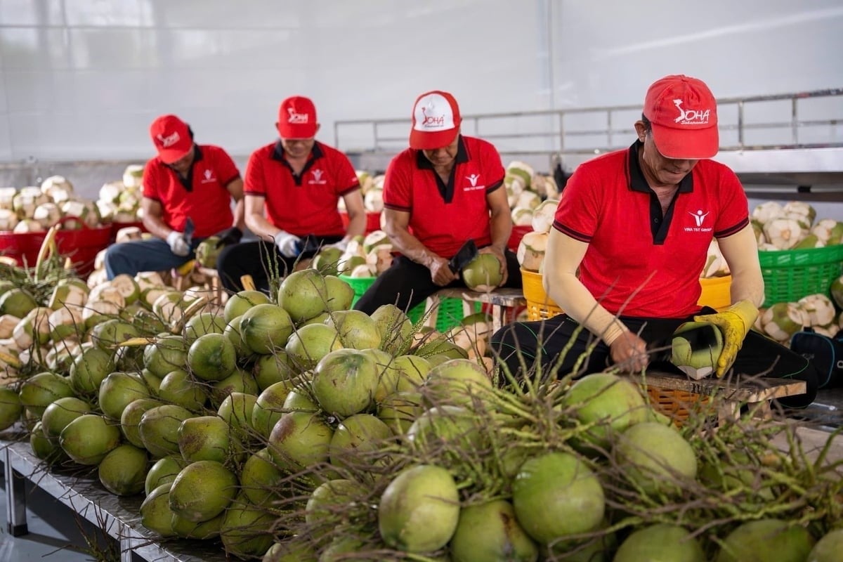 Pre-processing fresh coconuts for export. Photo: Minh Dam.