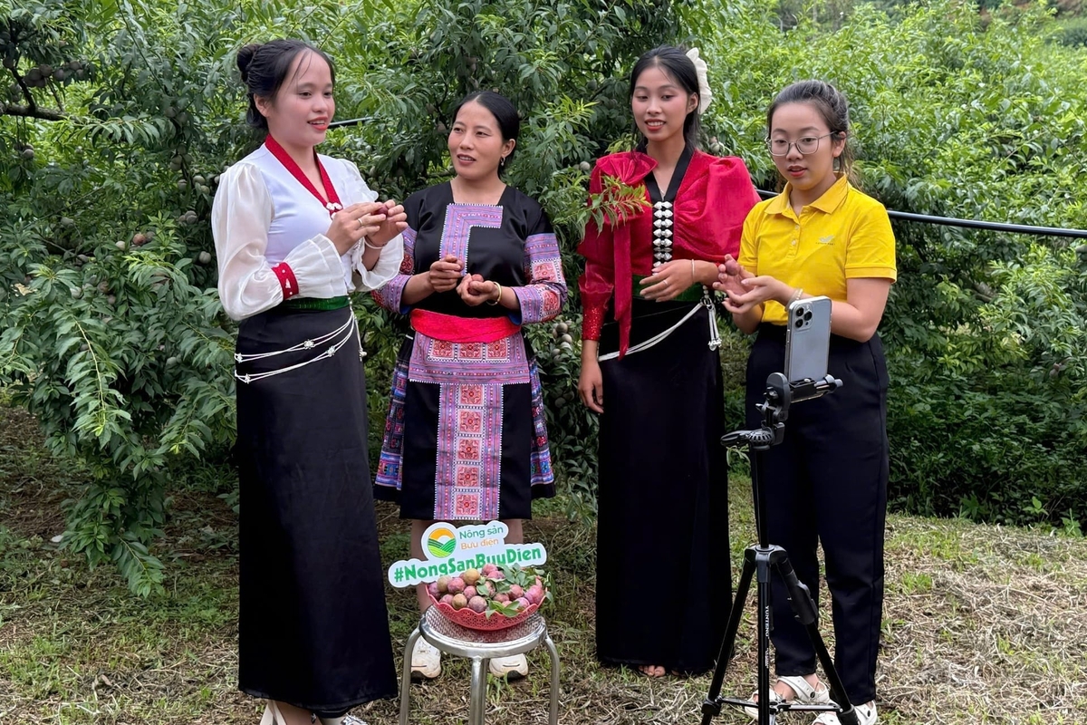 Son La farmers innovate sales methods and livestreams to promote and consume agricultural products on digital platforms. Photo: Minh Thu. Son La farmers innovate sales methods and livestreams to promote and consume agricultural products on digital platforms. Photo: Minh Thu.