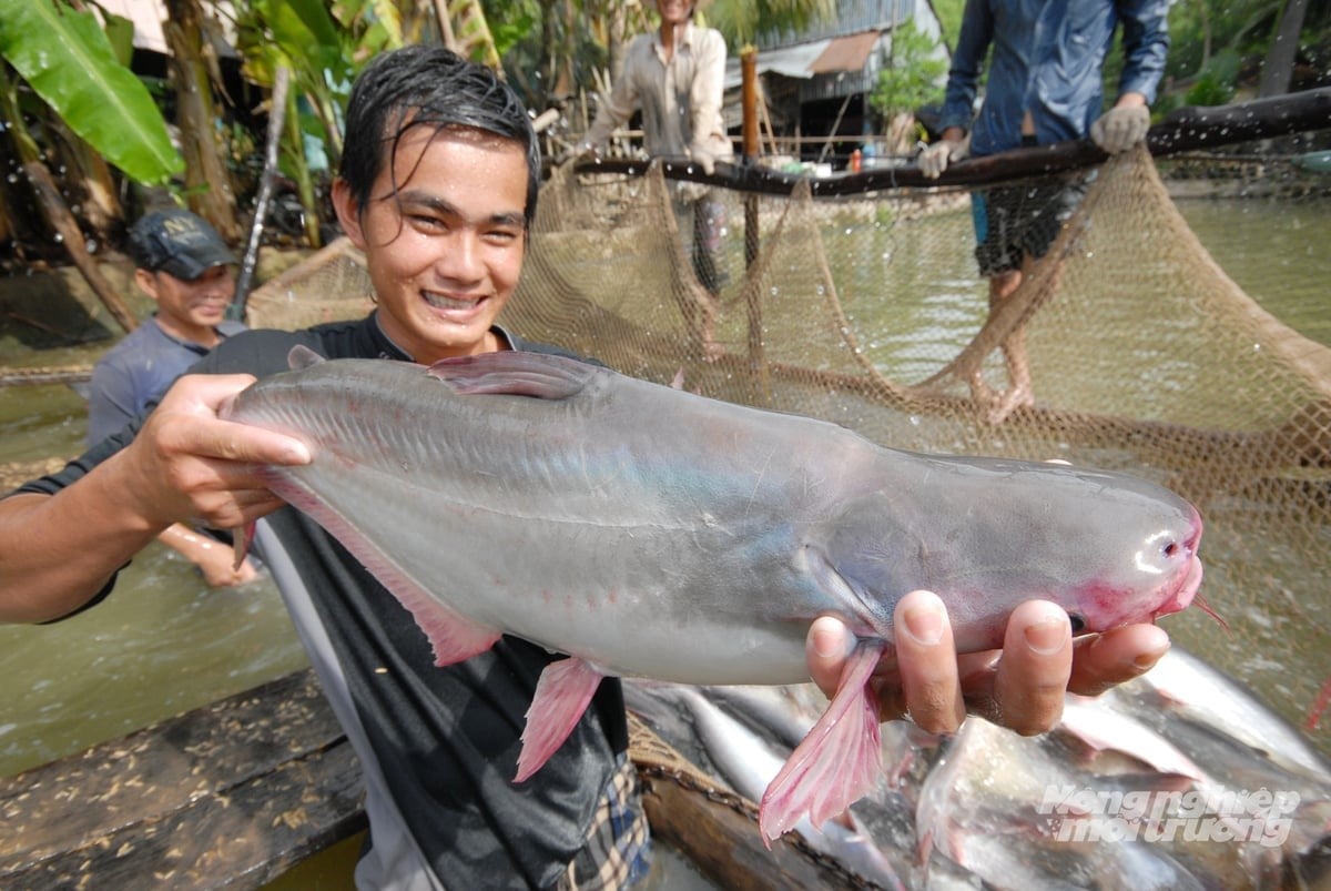 Farmers harvest pangasius in ponds in the Mekong Delta, where linkages with enterprises help ensure stable output and improve incomes. Photo: Le Hoang Vu.