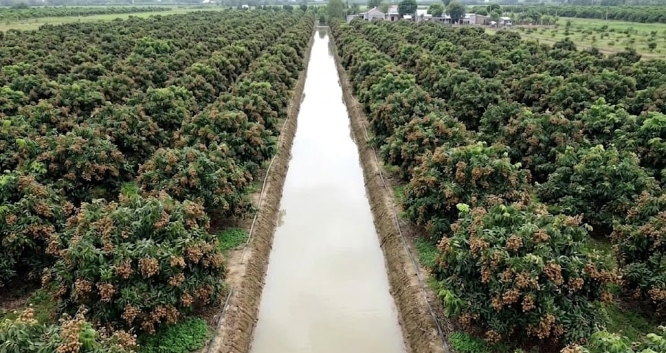 Mr. Lon’s off-season longan orchard is now in harvest, with branches heavily laden with fruit. Photo: Ho Thao.
