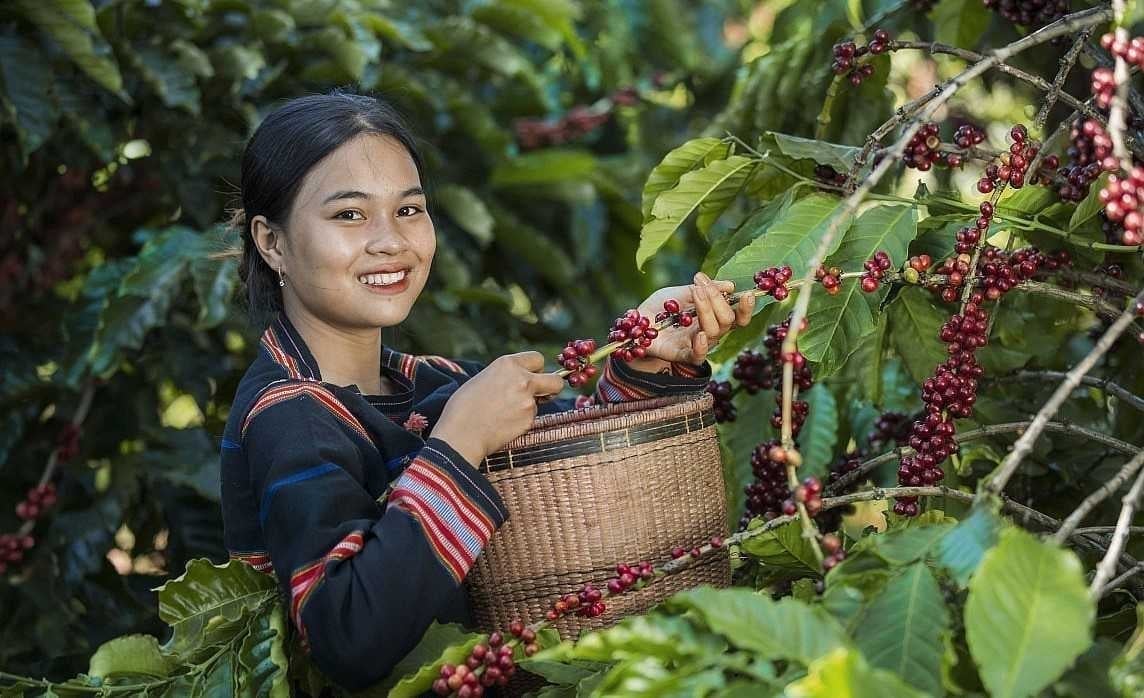 To boost coffee exports to the UK market, Vietnamese enterprises need to improve quality, meet traceability standards, and ensure sustainable development. Photo: Vneconomy