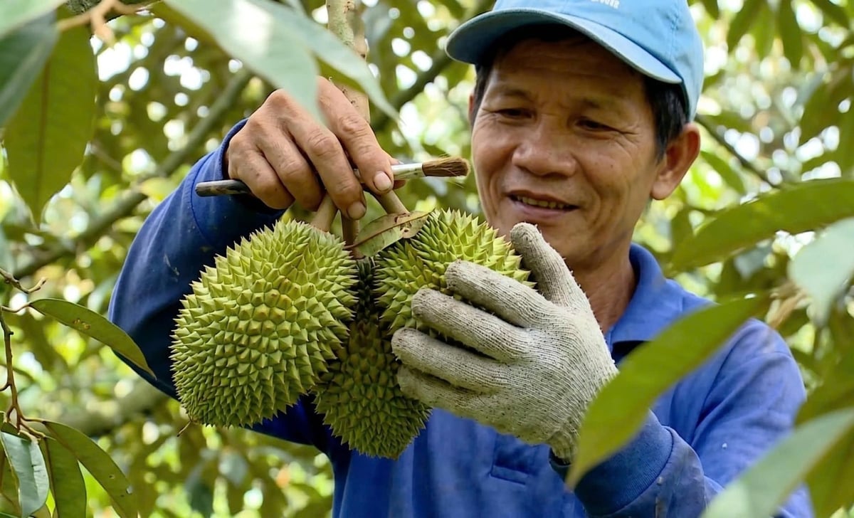 Farmers care for and select durian fruits in the orchard to ensure quality prior to harvest. Photo: Ho Thao.