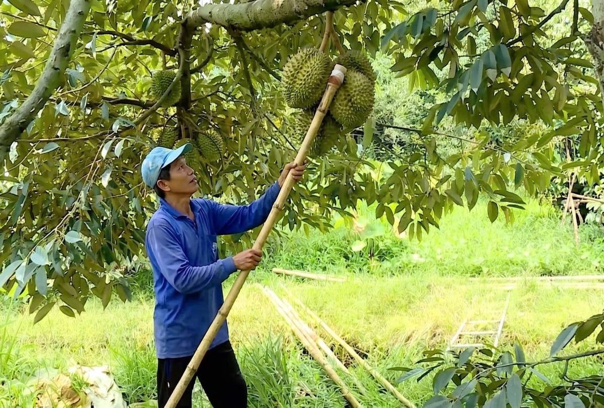 Farmers use support poles to prop up durian branches, preventing cracking or breakage under heavy fruit loads or strong winds. Photo: Ho Thao.