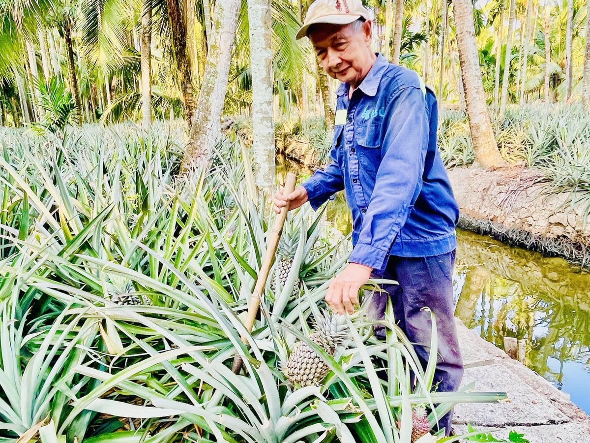 Currently, An Giang province has approximately 9,103 ha of pineapple, accounting for 21.19% of the total fruit tree area. Photo: Le Hoang Vu. Currently, An Giang province has approximately 9,103 ha of pineapple, accounting for 21.19% of the total fruit tree area. Photo: Le Hoang Vu.