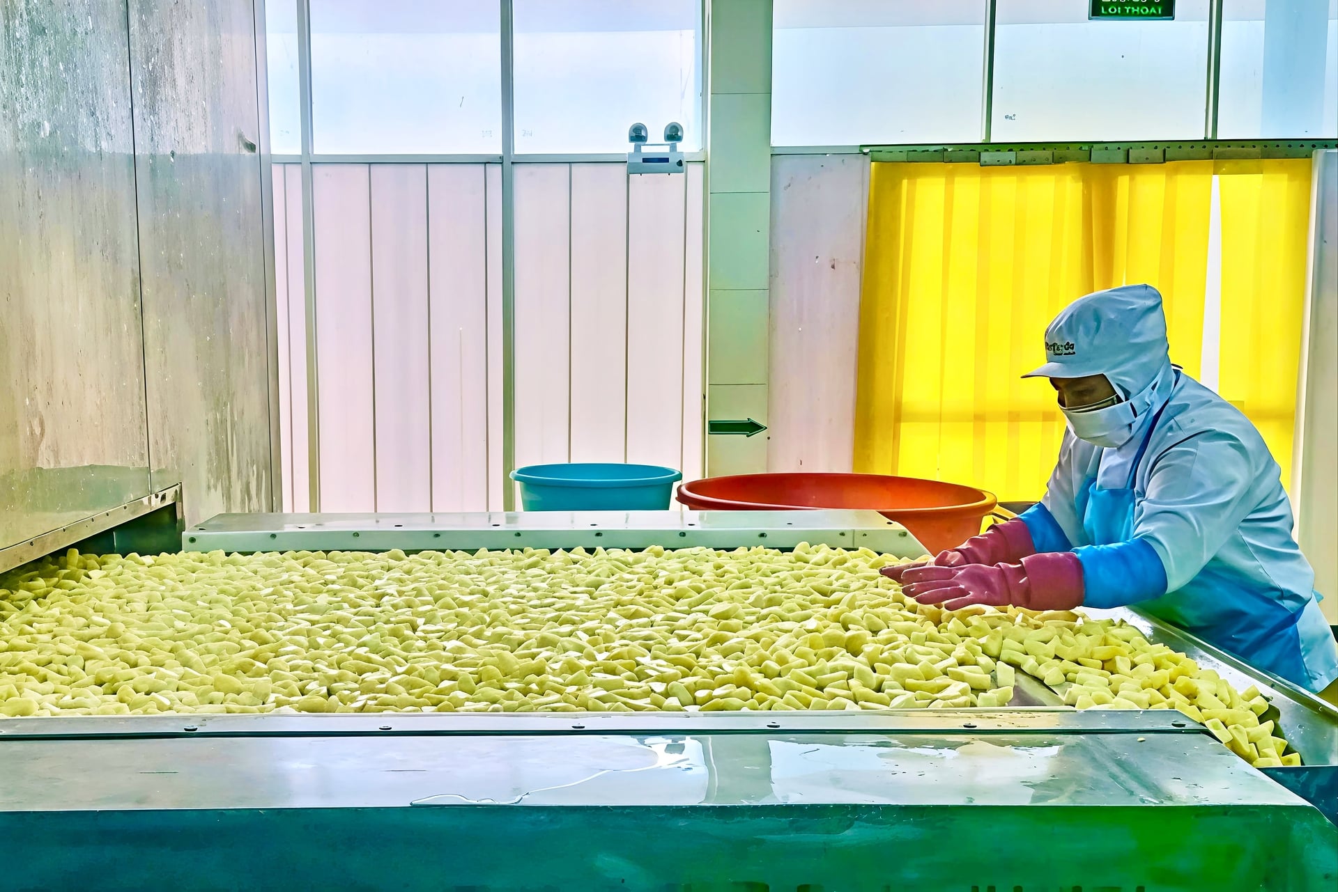 Westfood, one of the Mekong Delta’s leading fruit exporters, aims to expand MD2 pineapple growing areas to 1,000 hectares by 2030, with export turnover projected at about $40 million per year. Photo: Kim Anh.