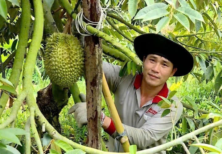 Durian growers inspect fruits in the orchard, gradually adopting safe cultivation processes to meet export requirements. Photo: Ho Thao.