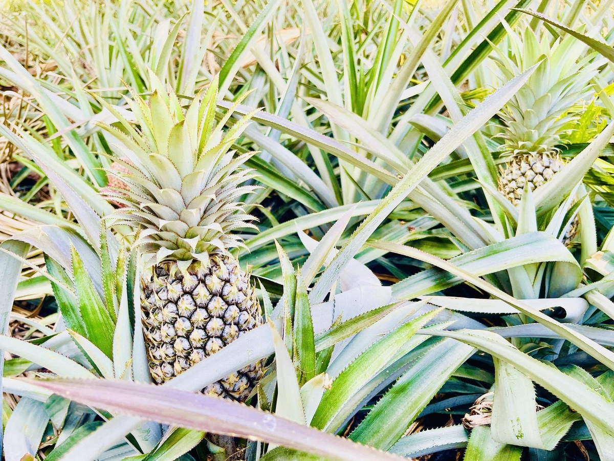 At present, the average pineapple yield under smallholder production conditions reaches around 10–14 tons/ha. Photo: Le Hoang Vu. At present, the average pineapple yield under smallholder production conditions reaches around 10–14 tons/ha. Photo: Le Hoang Vu.