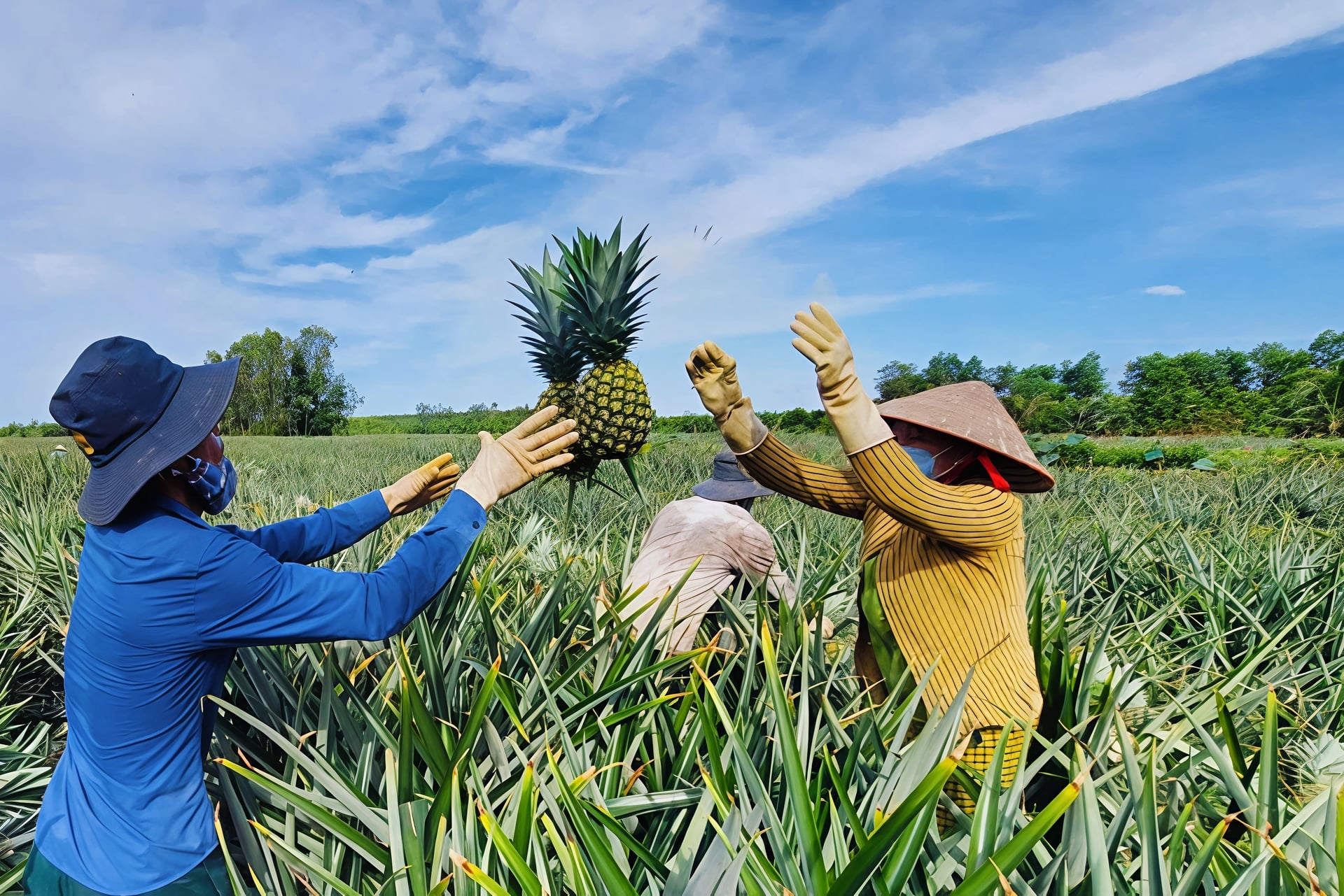 MD2 pineapple growing areas in Can Tho are concentrated mainly in Phuong Binh and Long Hung communes. Photo: Kim Anh.