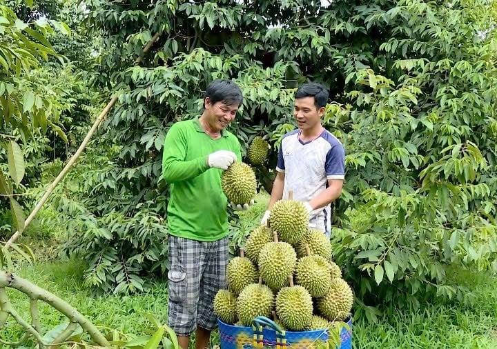 Farmers harvest durians in the orchard, selecting high-quality fruits for the market. Photo: Ho Thao.