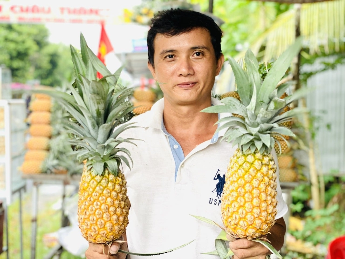 Currently, An Giang is focusing on enhancing the value of the Tac Cau pineapple sector through production linkages and market expansion, aiming for sustainable exports. Photo: Le Hoang Vu. Currently, An Giang is focusing on enhancing the value of the Tac Cau pineapple sector through production linkages and market expansion, aiming for sustainable exports. Photo: Le Hoang Vu.