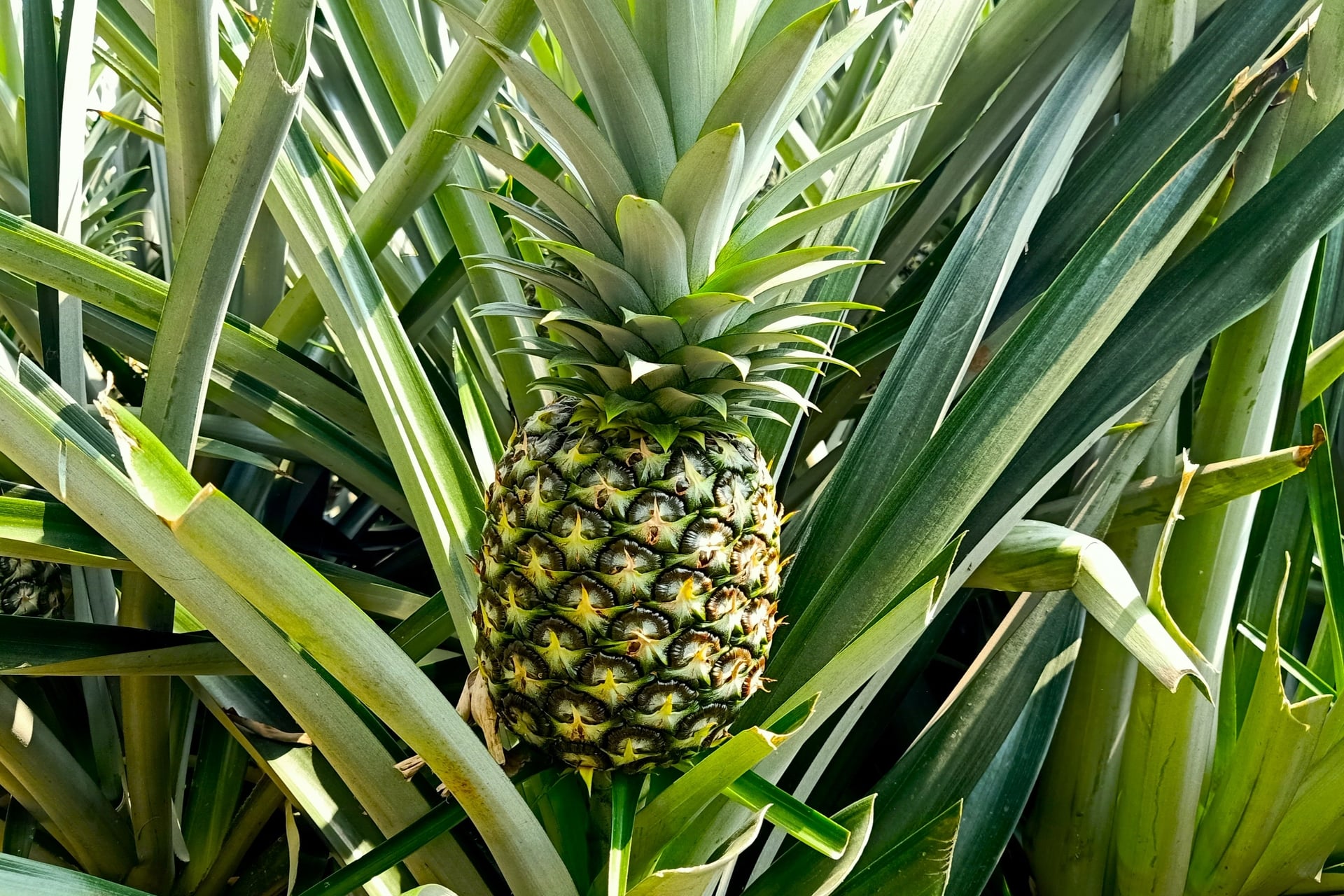 MD2 pineapple features large fruit, thin skin, high juiciness and a distinctive flavor. Photo: Kim Anh.