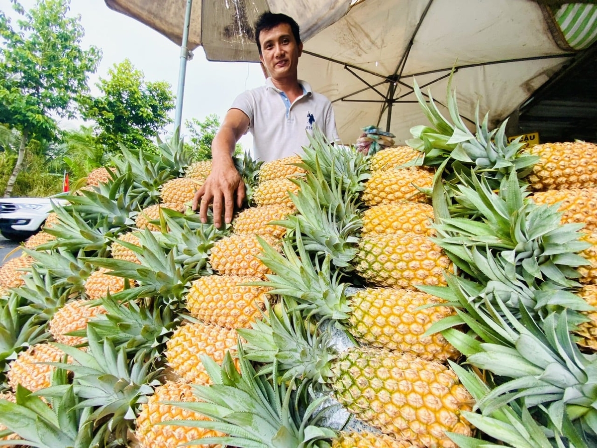 Tac Cau pineapple, a crop long associated with Binh An commune, has been identified as one of the potential commodities for export. Photo: Le Hoang Vu. Tac Cau pineapple, a crop long associated with Binh An commune, has been identified as one of the potential commodities for export. Photo: Le Hoang Vu.