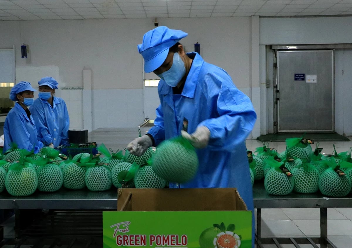 Vietnam’s fruit and vegetable exports are not only maintaining growth momentum but also steadily asserting their position on the global agricultural map. Photo: Thanh Son.