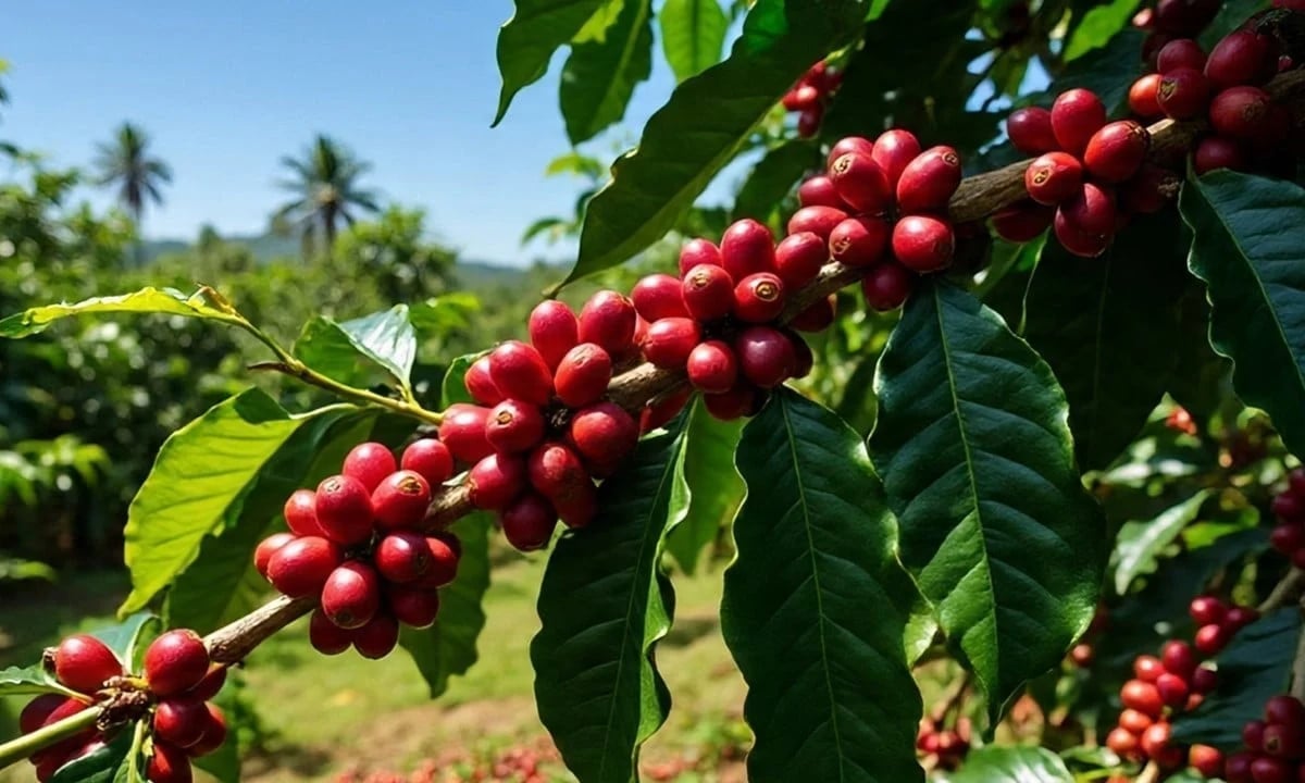 gia-ca-phe-hom-nay-001753_839-082216-134418_458-104325-145727_305