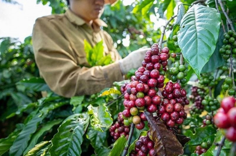 Coffee prices on April 9, 2026: Both domestic and global markets decline sharply
