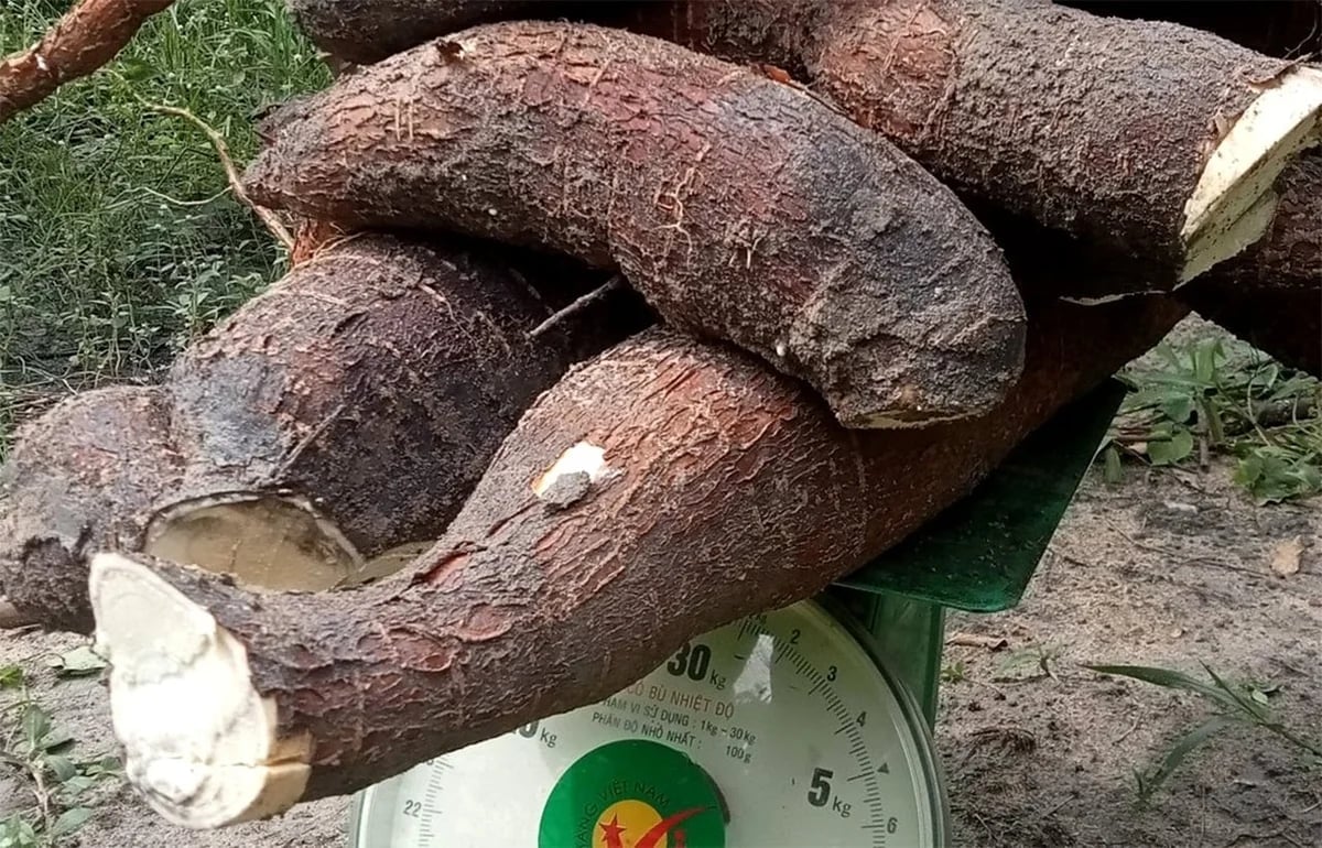 Fresh cassava prices in Vietnam have surged in recent months due to a sharp decline in supply. Photo: Son Trang.