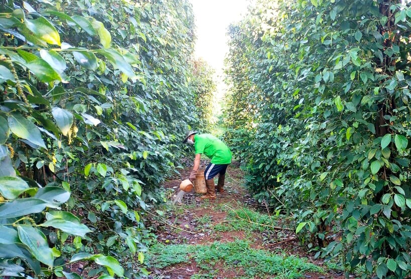 Pepper farmers in Gia Lai Province tend to their plantations. Photo: Son Trang.