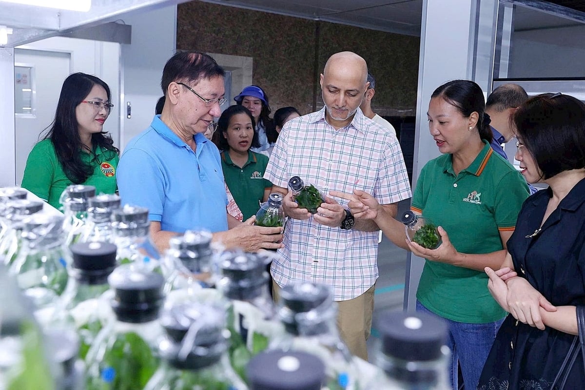 A delegation from the UAE Embassy in Viet Nam visits an agricultural processing line at Hanoi Xanh Cooperative. Photo: An Lac.