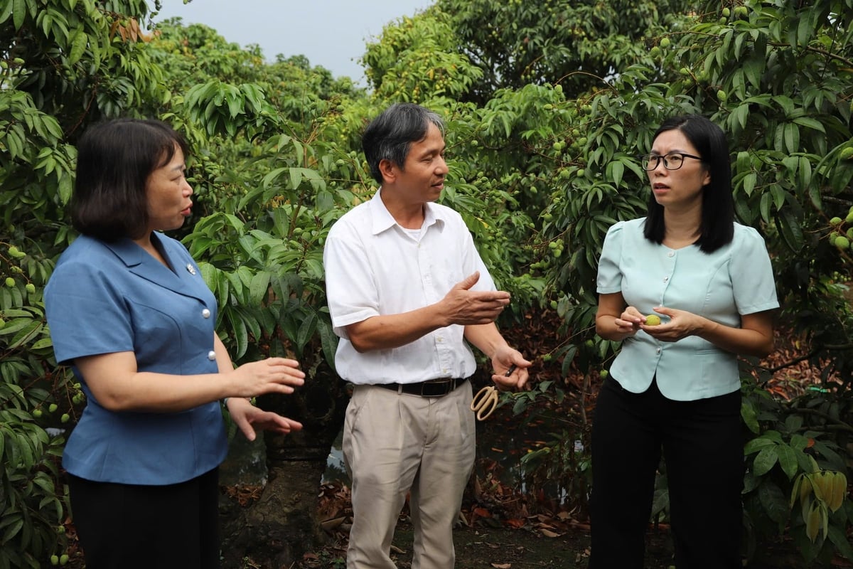 Ms. Nguyen Thi Thu Huong, Deputy Director General of the Plant Production and Protection Department (right), and Ms. Luong Thi Kiem, Deputy Director of the Hai Phong Department of Agriculture and Environment, inspect production conditions at a lychee orchard for export in Thanh Ha Commune. Photo: Hoang Phong.
