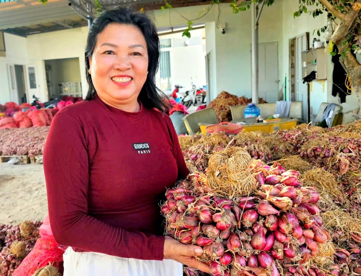 Along roads leading to the large-scale production area of the Nhan Hai Shallot Agricultural Cooperative, activity is in full swing. Photo: Kim So.
