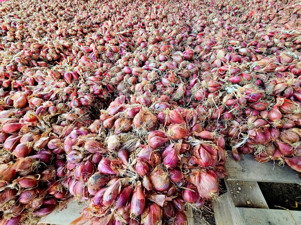 With stable yields of about 2 tons per sao, Kha earns profits of 15 - 20 million VND per sao per crop cycle of 50 - 70 days. Photo: Kim So. With stable yields of about 2 tons per sao, Kha earns profits of 15 - 20 million VND per sao per crop cycle of 50 - 70 days. Photo: Kim So.