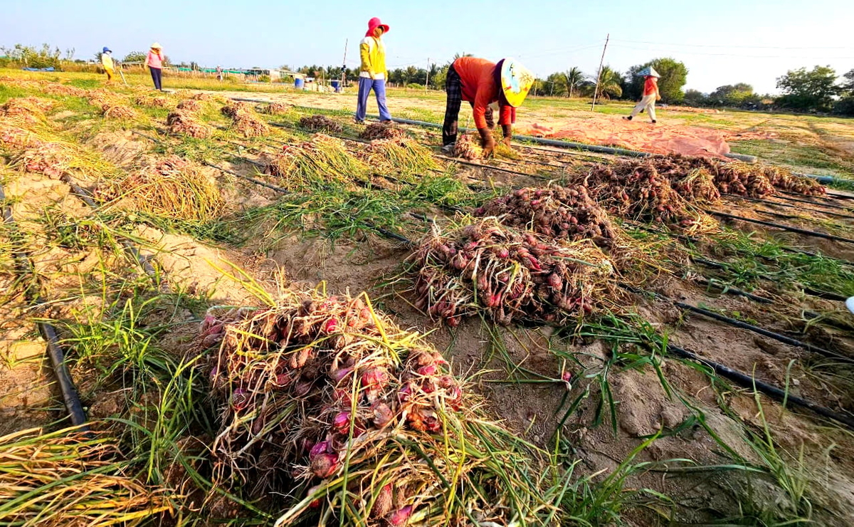 After being sun-dried for six to eight days, shallots are trimmed, peeled, and cleaned by hand before entering drying or packaging stages. Photo: Kim So. After being sun-dried for six to eight days, shallots are trimmed, peeled, and cleaned by hand before entering drying or packaging stages. Photo: Kim So.