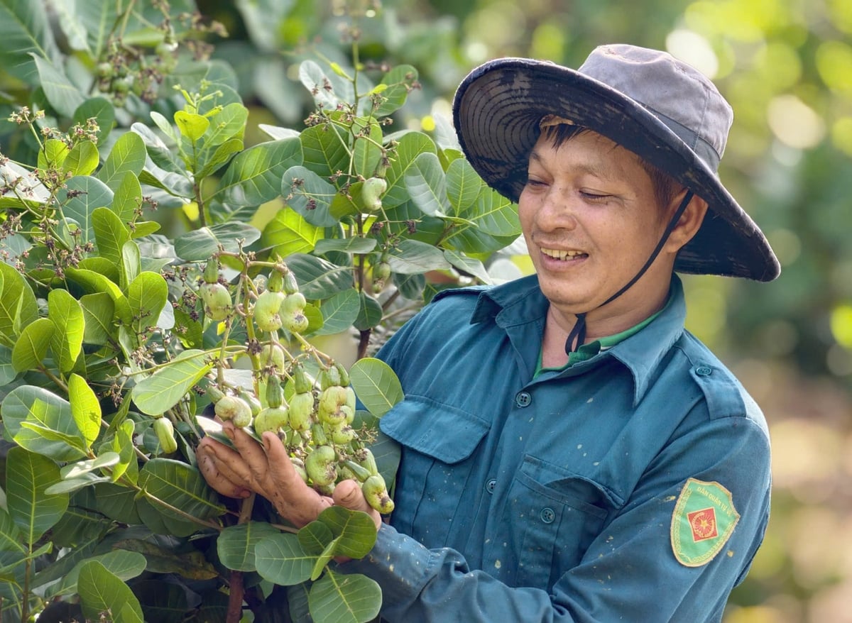 A cashew orchard in Dong Nai. Photo: Son Trang. A cashew orchard in Dong Nai. Photo: Son Trang.