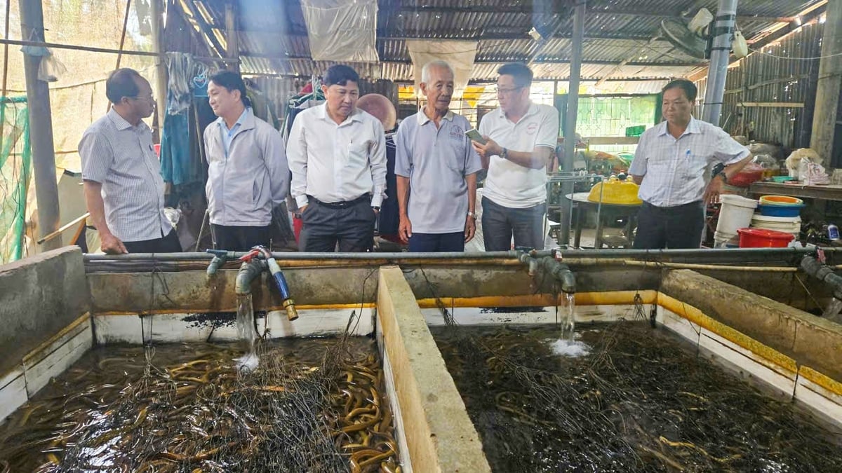 The Can Tho City Farmers’ Association delegation surveys eel farming models in the locality to find solutions to support consumption. Photo: Van Vu.