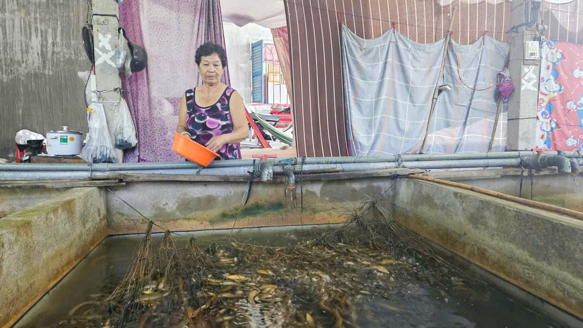 Eel farmers in Vi Thuy commune continue to maintain their stock while waiting for prices to recover despite rising costs. Photo: Van Vu.