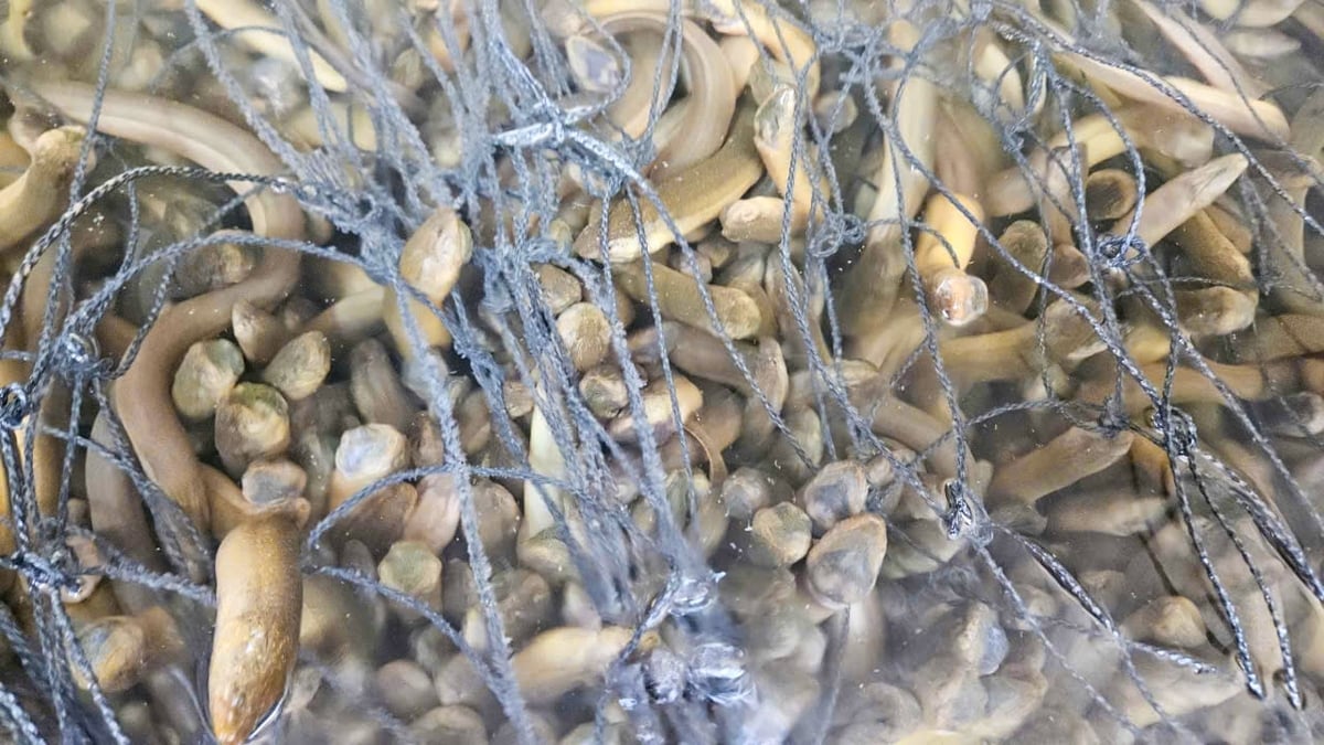 Eels have reached harvest size but remain unsold, forcing many households to keep them in tanks due to falling prices. Photo: Van Vu.