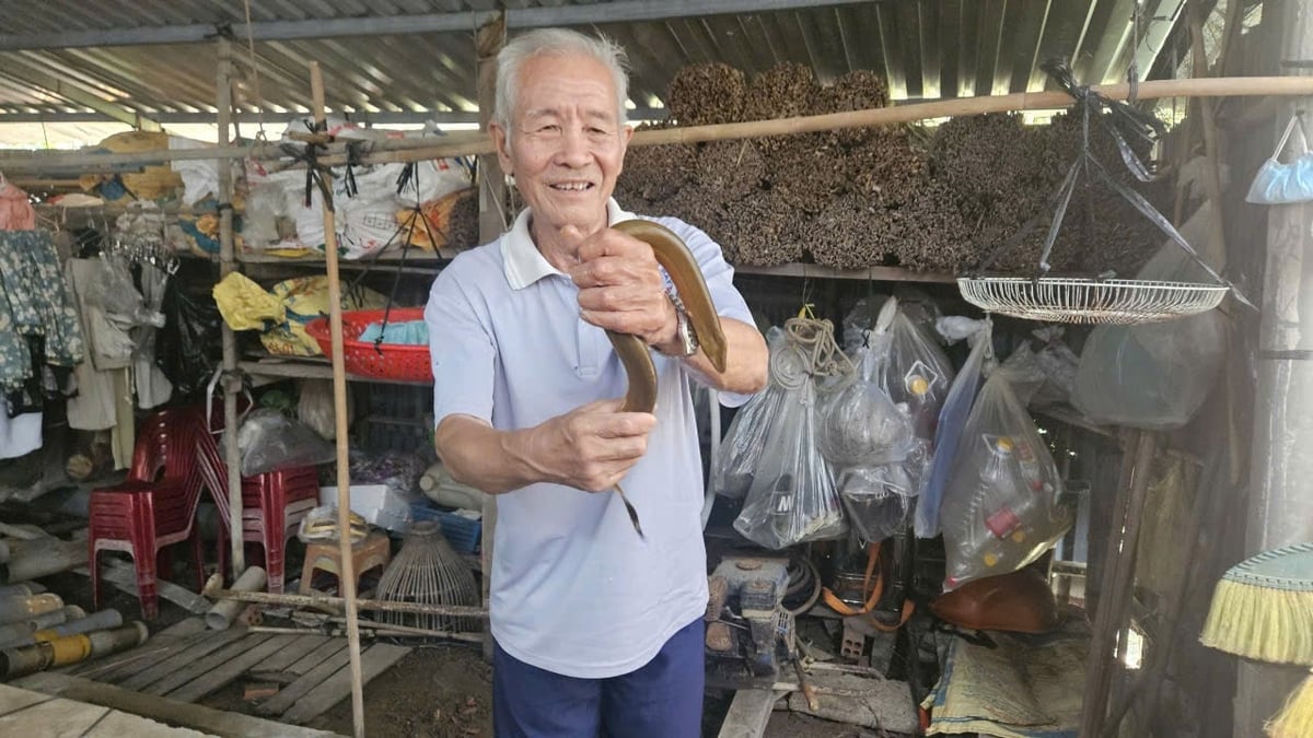 Residents of Vi Thuy commune harvest eels, but unstable market outlets make sales difficult. Photo: Van Vu.