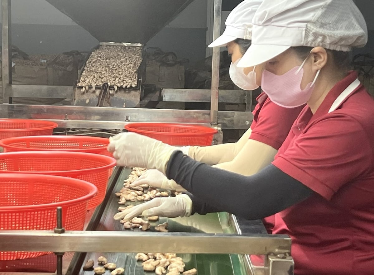 Processing cashew exports. Photo: Son Trang. Processing cashew exports. Photo: Son Trang.