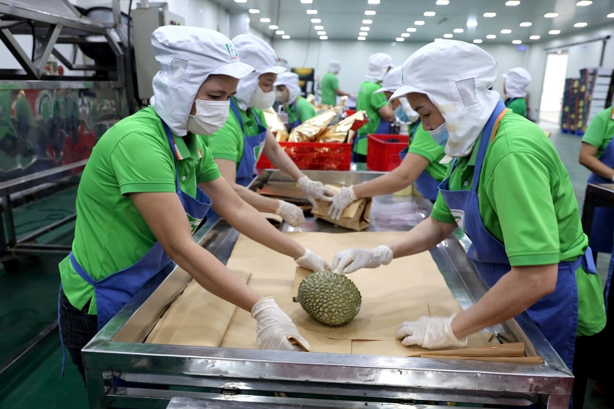In Q1 2026, Vietnam’s fruit and vegetable export turnover reached USD 1.53 billion, up 31.4 in comparison to the same period last year. Photo: NNMT.