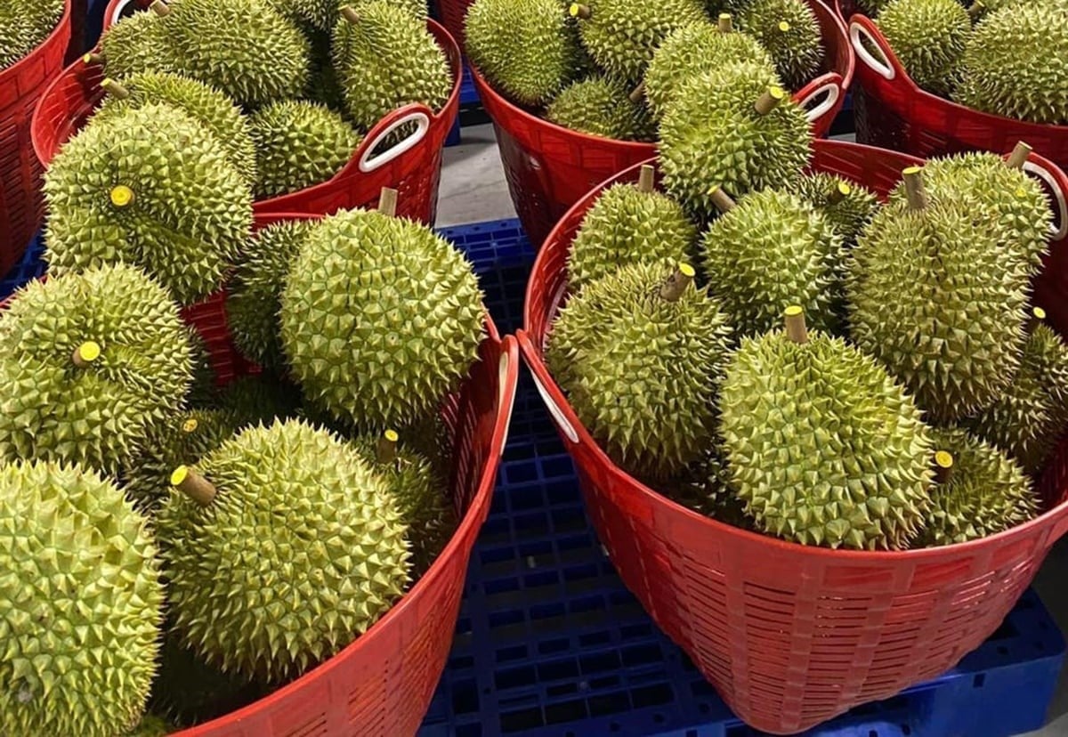 Durian exports continued to grow strongly in February. Photo: Son Trang.