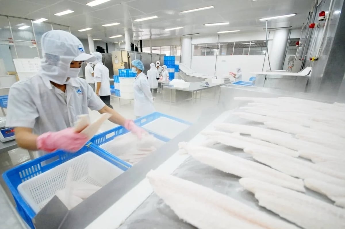 In recent years, pangasius exports have typically accounted for around 20-25% of Viet Nam’s total seafood export turnover. Photo: Hoang Vu. In recent years, pangasius exports have typically accounted for around 20-25% of Viet Nam’s total seafood export turnover. Photo: Hoang Vu.