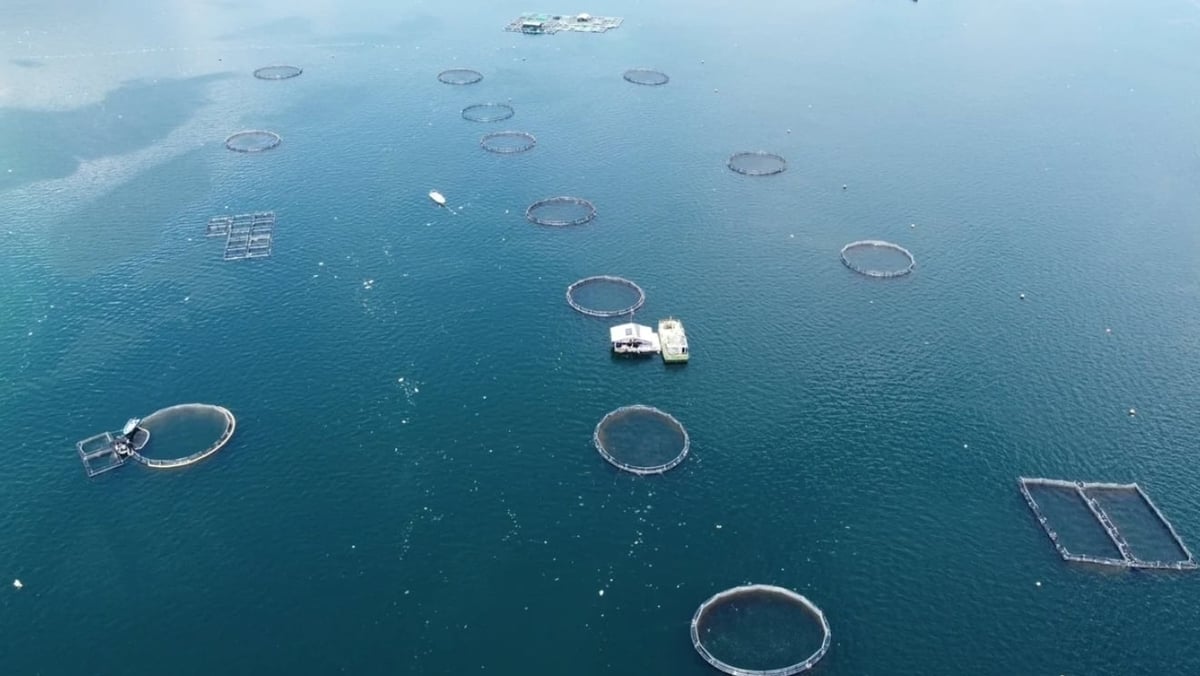 A national strategy for industrial-scale offshore aquaculture is needed. Photo: Hong Tham. A national strategy for industrial-scale offshore aquaculture is needed. Photo: Hong Tham.