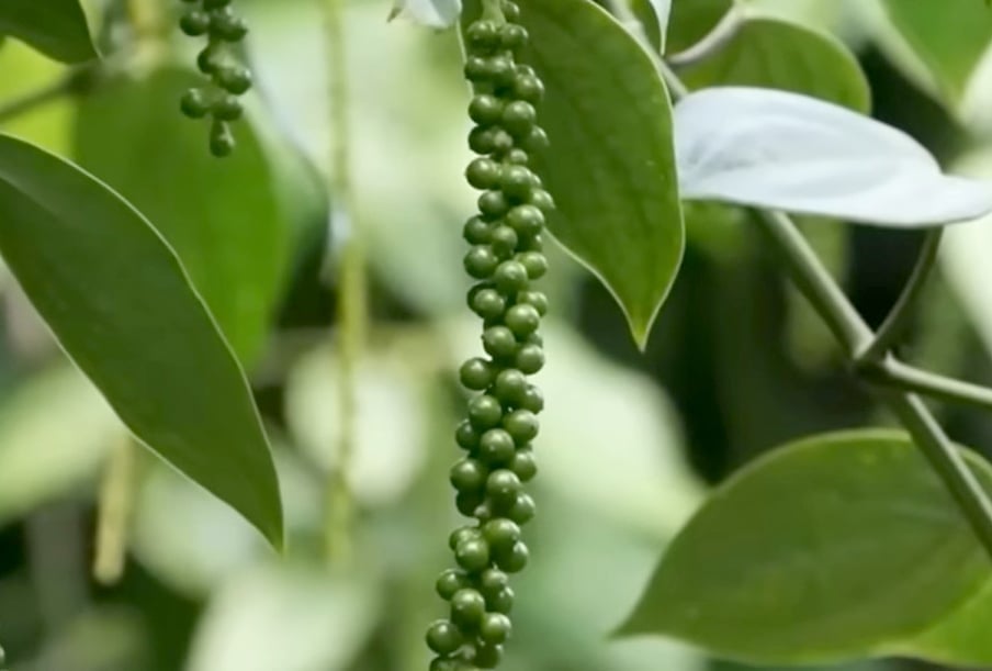 Vietnam’s pepper prices are expected to recover as output declines sharply. Photo: Son Trang.