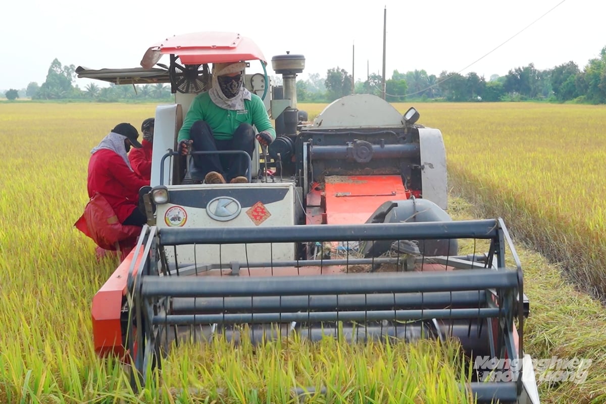 The agricultural sector is facing significant pressure from the impacts of the Middle East conflict. Photo: Nguyen Thuy. The agricultural sector is facing significant pressure from the impacts of the Middle East conflict. Photo: Nguyen Thuy.