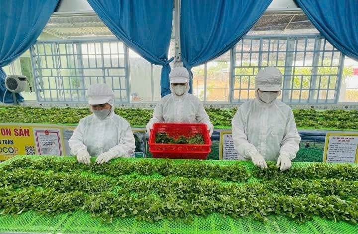 Workers sort vegetables on a clean processing line. Photo: Ho Thao.