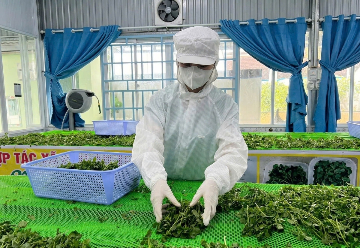 Washing and cleaning watercress after harvest. Photo: Ho Thao.