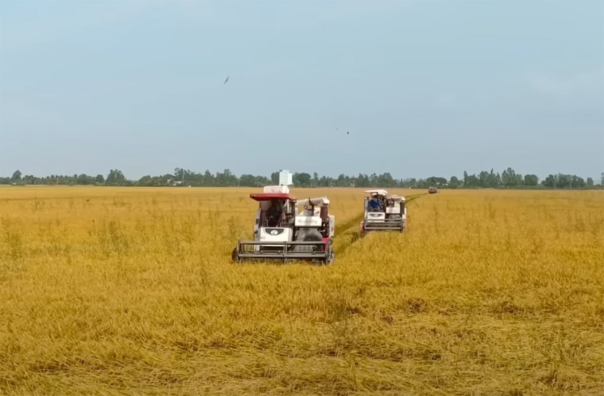 Winter–spring rice harvest 2025–2026 in Tay Ninh. Photo: Thanh Son.