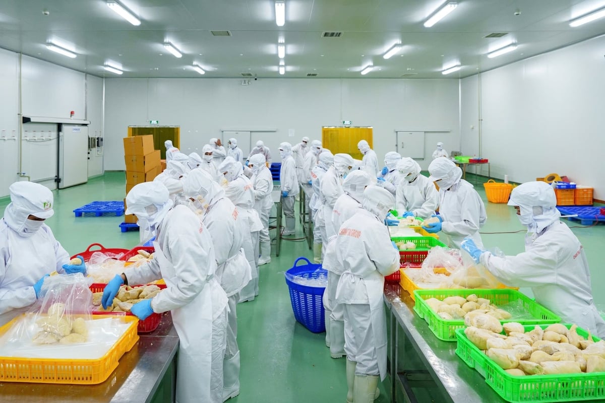 Opportunities remain substantial as global demand for durian, particularly in Asia, continues to grow rapidly and expand across multiple segments, from fresh consumption to processing. Photo: Minh Dam. Opportunities remain substantial as global demand for durian, particularly in Asia, continues to grow rapidly and expand across multiple segments, from fresh consumption to processing. Photo: Minh Dam.