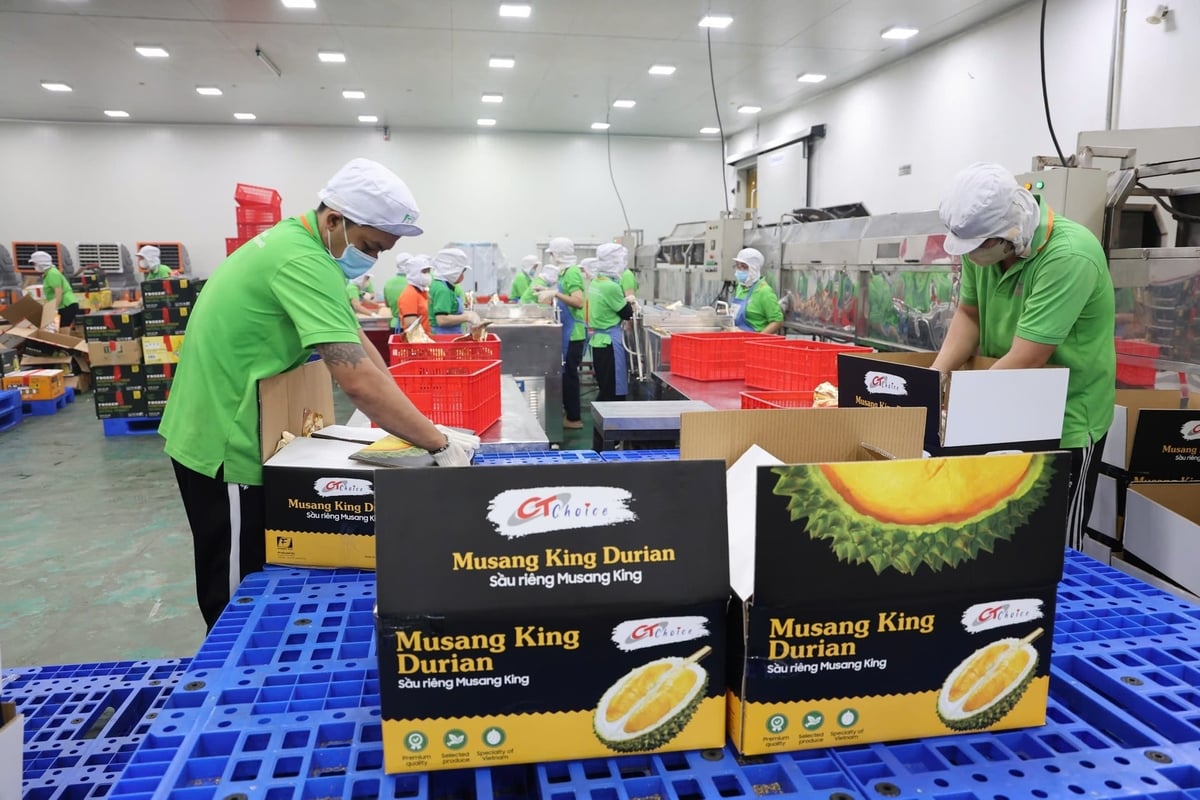 Investment in logistics, cold storage, and deep processing remains crucial to enhancing the competitiveness of the durian sector. Photo: Minh Dam. Investment in logistics, cold storage, and deep processing remains crucial to enhancing the competitiveness of the durian sector. Photo: Minh Dam.